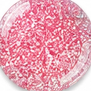 Fine Glitter — Holographic Pink